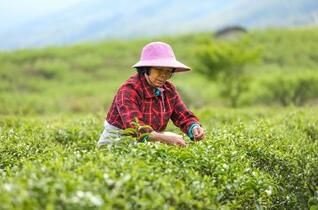 有关于福建宁化：春暖茶飘香  茶农采茶忙的相关内容(2)