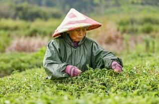 有关于福建宁化：春暖茶飘香  茶农采茶忙的相关内容(1)