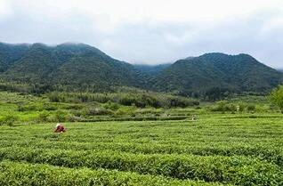 有关于福建宁化：春暖茶飘香  茶农采茶忙的相关内容