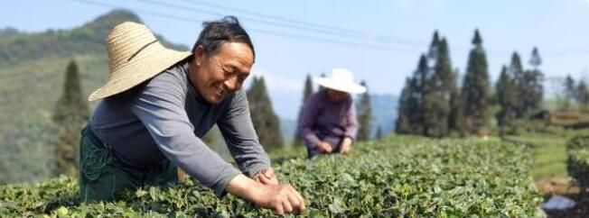 关于天全县茶产业发展见成效 一片“小绿叶”托起大产业的相关信息