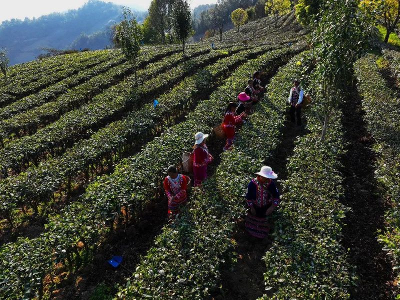 有关于幸福的山歌唱起来 西盟县5.3万亩春茶迎来采摘期的信息(1)