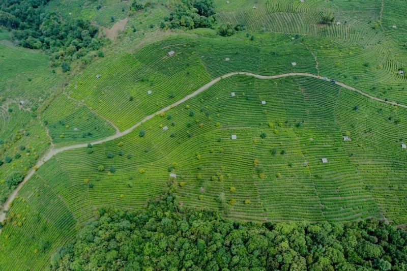 有关于幸福的山歌唱起来 西盟县5.3万亩春茶迎来采摘期的信息