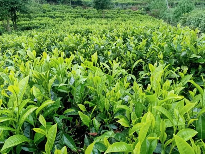 有关于幸福的山歌唱起来 西盟县5.3万亩春茶迎来采摘期的信息(3)