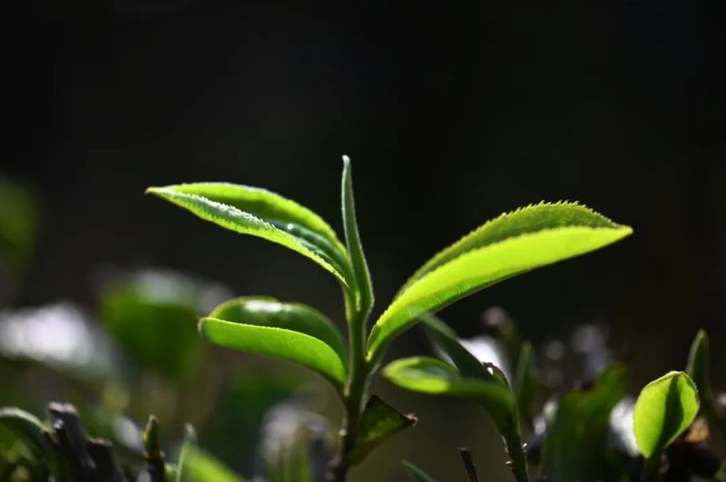 有关于幸福的山歌唱起来 西盟县5.3万亩春茶迎来采摘期的信息(2)