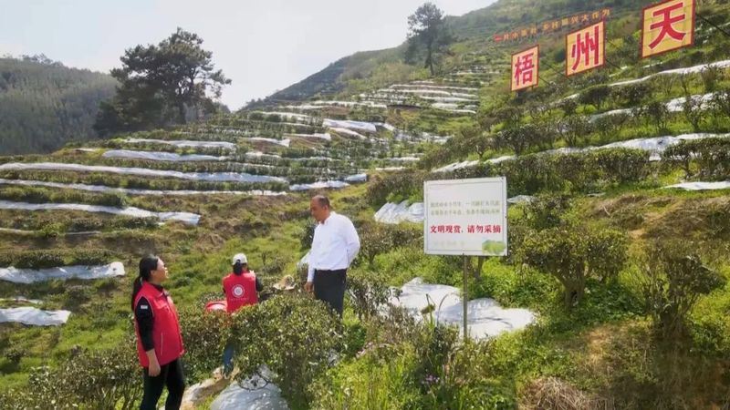 关于乡村科技特派员一线服务茶产业发展的相关内容(1)