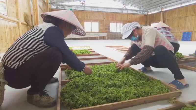 关于乡村科技特派员一线服务茶产业发展的相关内容(5)