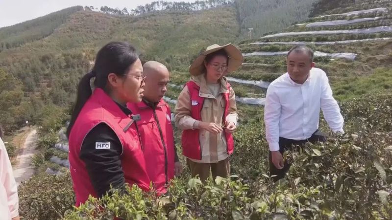 关于乡村科技特派员一线服务茶产业发展的相关内容(3)