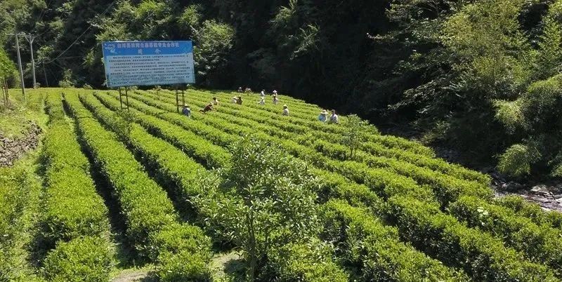 关于安康市6家农民专业合作社被认定为省级百强示范社的最新消息