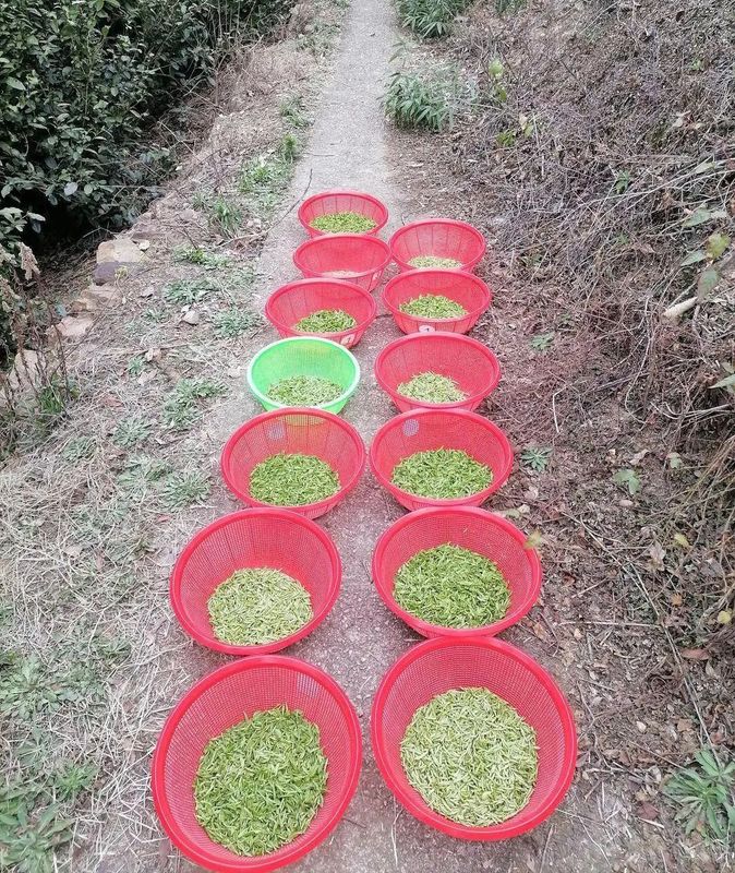 有关于春茶遭遇“销售冷”“用工难”,抗疫助农一起来!的资讯(1)