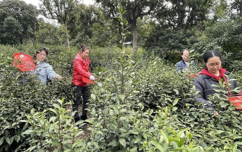 有关于春茶遭遇“销售冷”“用工难”,抗疫助农一起来!的资讯