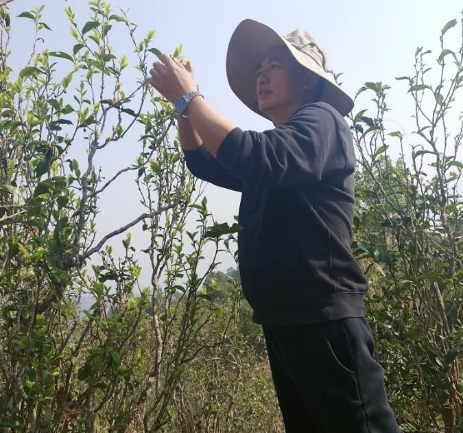 有关于陈载新到大朝山等乡镇调研2022春茶行情的消息