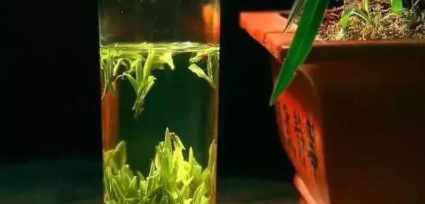 早春绿茶怎么喝