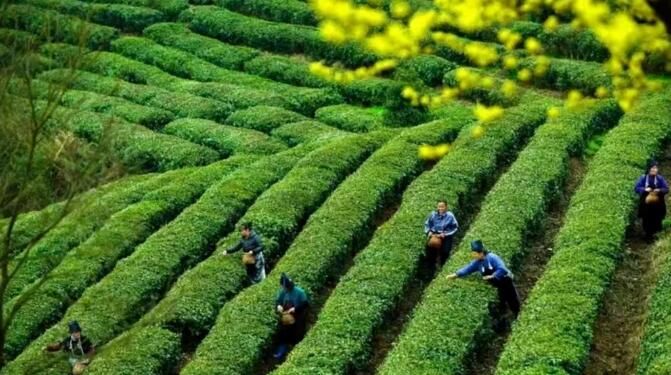关于贵州丹寨：认领茶园认出一个茶产业的相关信息(1)
