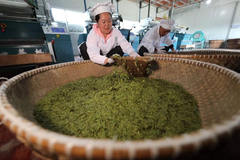有关于锦屏：春到侗乡茶飘香的最新消息(3)