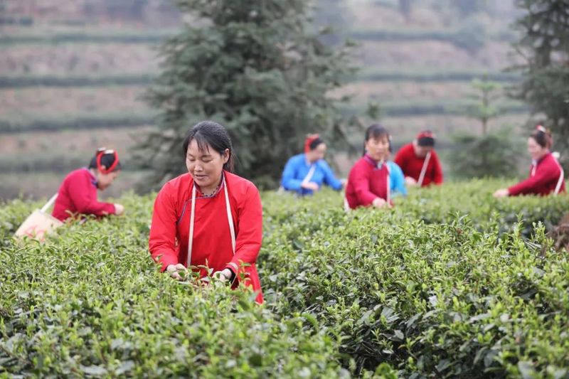 有关于锦屏：春到侗乡茶飘香的最新消息(1)