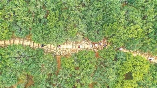 有关于广东春茶已陆续上市 茶农抢采“明前茶”的内容(4)
