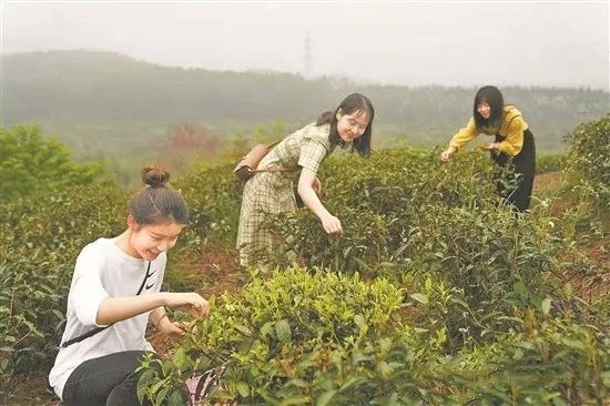 有关于广东春茶已陆续上市 茶农抢采“明前茶”的内容(5)