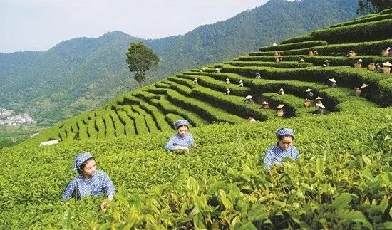 有关于广东春茶已陆续上市 茶农抢采“明前茶”的内容