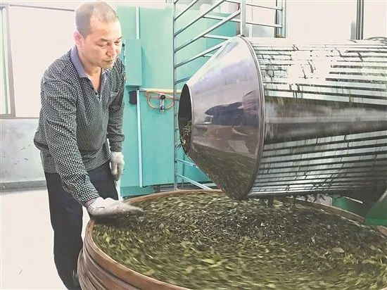 有关于广东春茶已陆续上市 茶农抢采“明前茶”的内容(3)