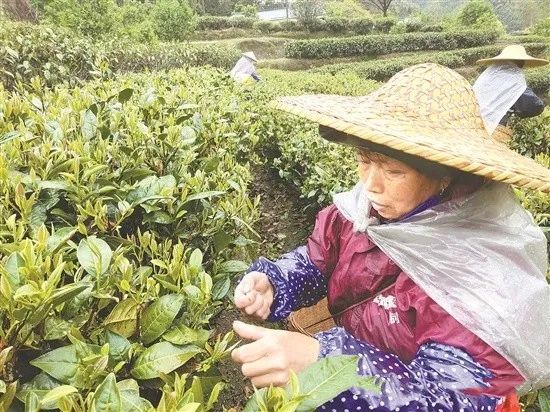 有关于广东春茶已陆续上市 茶农抢采“明前茶”的内容(1)