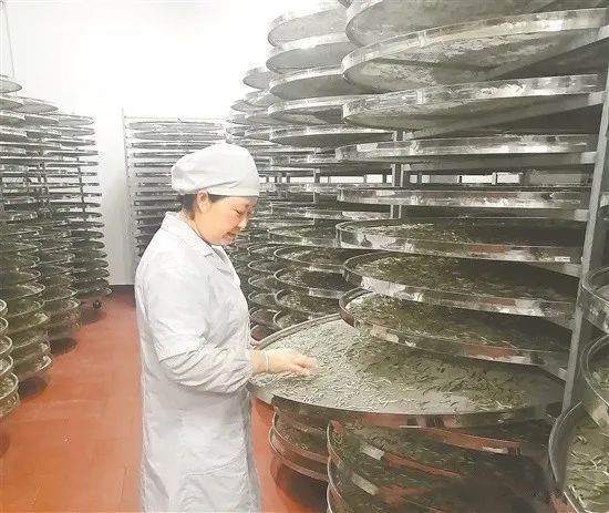 有关于广东春茶已陆续上市 茶农抢采“明前茶”的内容(2)