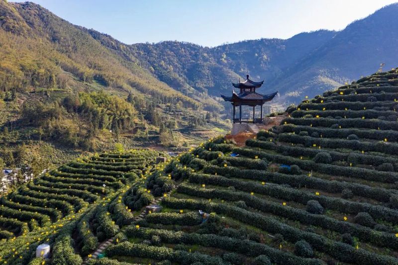 有关于焙芳胜往昔 茶香润徽州的相关内容