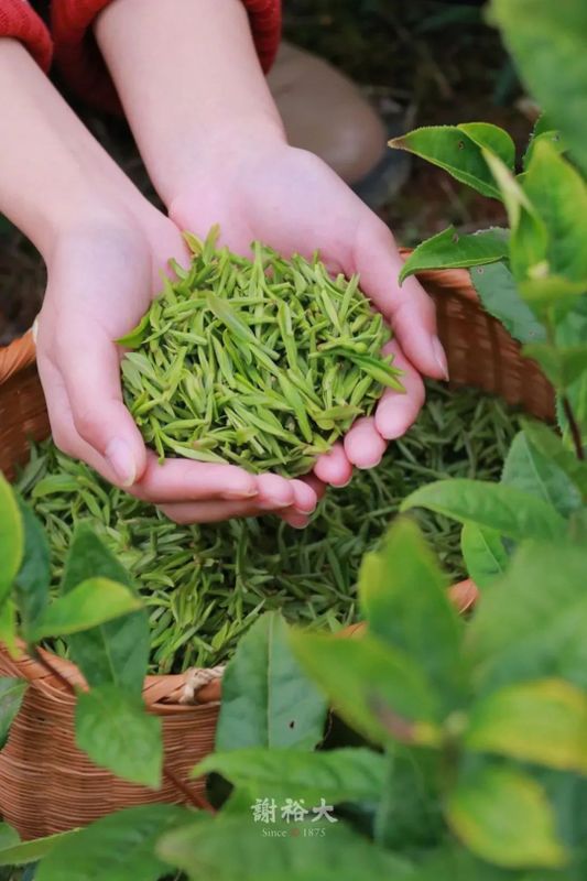 有关于焙芳胜往昔 茶香润徽州的相关内容(3)