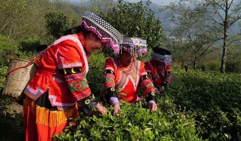 有关于临沧春茶季:早春品香茗 春茶采摘忙的消息(4)