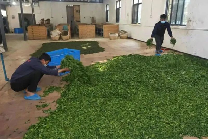 有关于临沧春茶季:早春品香茗 春茶采摘忙的消息(2)
