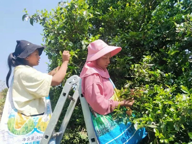有关于临沧春茶季:早春品香茗 春茶采摘忙的消息(1)