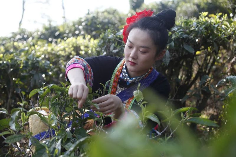 有关于临沧春茶季:早春品香茗 春茶采摘忙的消息(5)