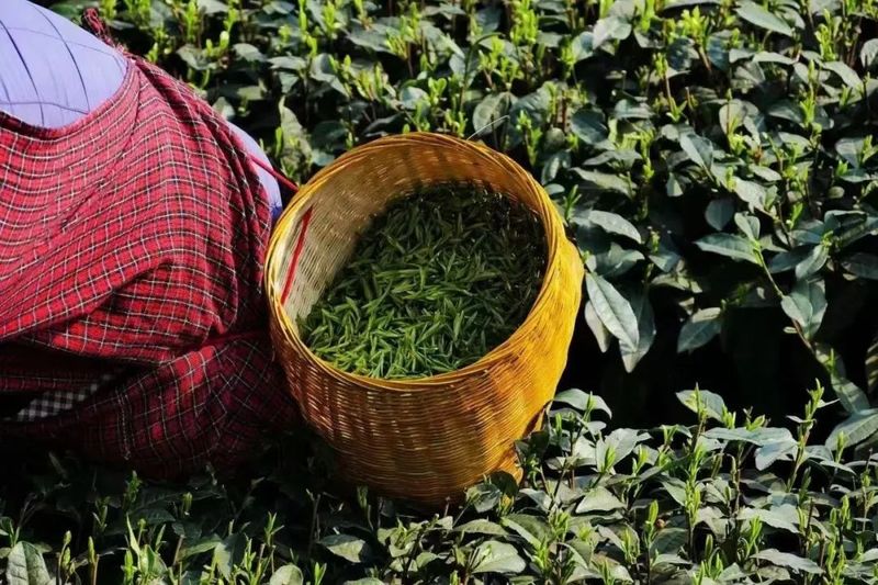 有关于安徽的春茶,虽迟但到!的消息