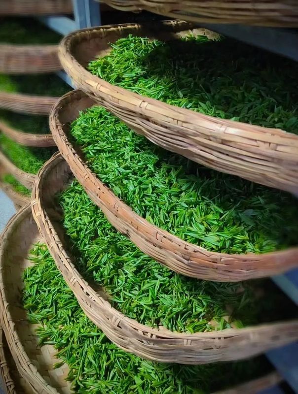 有关于安徽的春茶,虽迟但到!的消息(1)