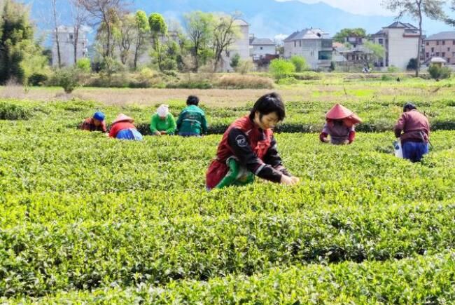 关于圆通“圆准达”助力浙江丽水春茶出山的最新消息