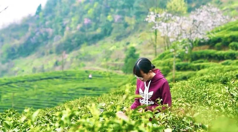 关于都匀毛尖开采季茶农村:小绿叶做成大产业的新闻(4)