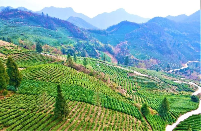 关于都匀毛尖开采季茶农村:小绿叶做成大产业的新闻(6)