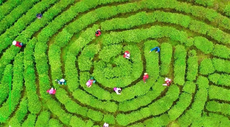 关于都匀毛尖开采季茶农村:小绿叶做成大产业的新闻