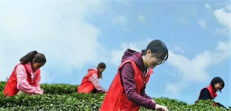 关于都匀毛尖开采季茶农村:小绿叶做成大产业的新闻(2)