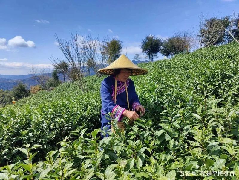 关于浙江传媒学院助力新联村打造文旅新景致的资讯