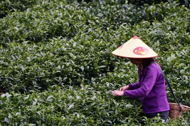 有关于遂川“重拳出击” 为狗牯脑茶品牌保驾护航的相关内容(1)