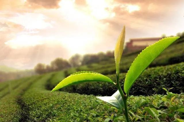 有关于乡村振兴大局离不开茶叶!“三茶统筹”为何会成为茶界焦点的相关内容(4)