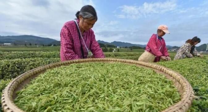 有关于贵州松桃:清明前夕采茶忙的相关信息(2)