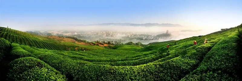 有关于临沧春茶季:双江又到新茶飘香季的最新消息