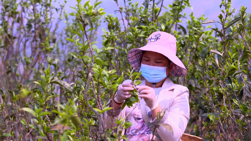 有关于临沧春茶季:双江又到新茶飘香季的最新消息(1)