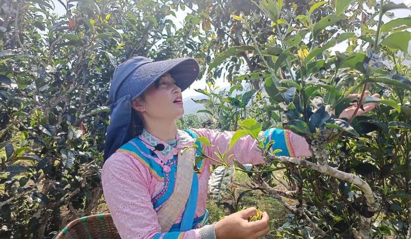 关于勐海贺建村:以茶产业谱写生态“致富经”的资讯(3)