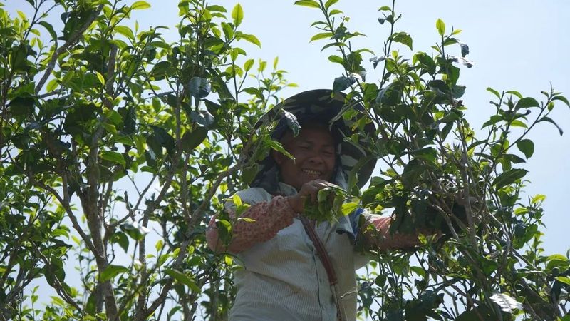 关于勐海贺建村:以茶产业谱写生态“致富经”的资讯