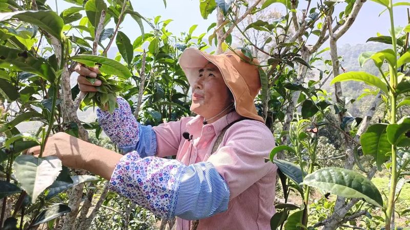 关于勐海贺建村:以茶产业谱写生态“致富经”的资讯(1)