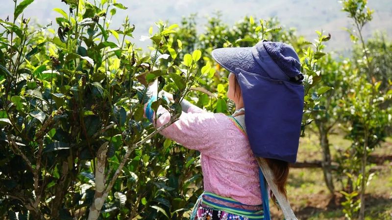 关于勐海贺建村:以茶产业谱写生态“致富经”的资讯(5)