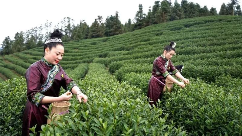 有关于今年春茶：开采迟、品质好、价格高的相关内容(2)