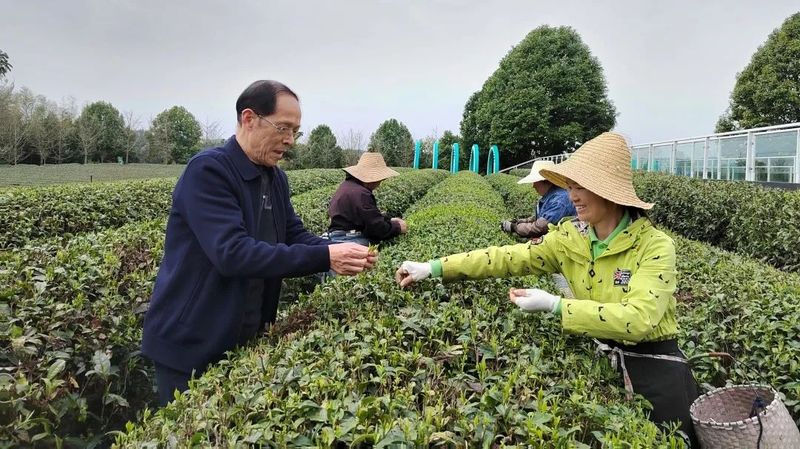 有关于今年春茶：开采迟、品质好、价格高的相关内容(1)